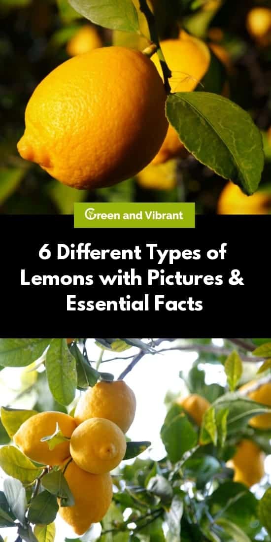 Lemon Trees Buying Growing Guide Trees