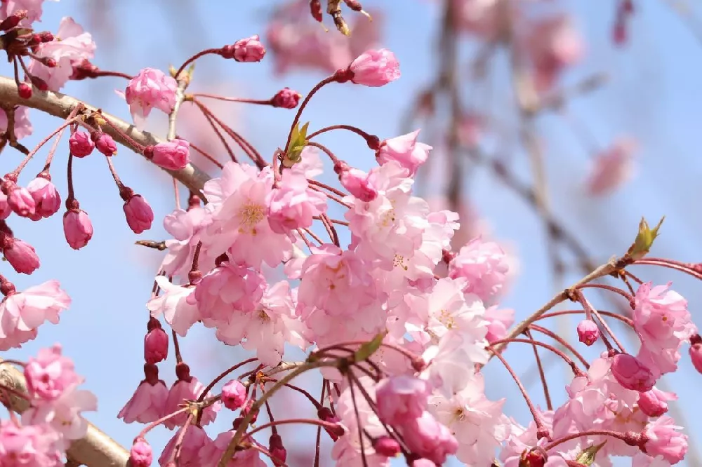 Pink Snow Showers Weeping Cherry Tree For Sale Buying Growing Guide Trees