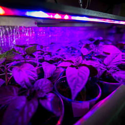 Plants under led grow lights