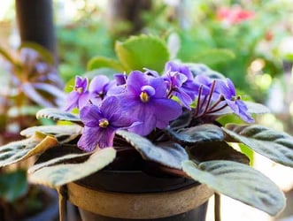 African Violets Buying Growing Guide Trees Com