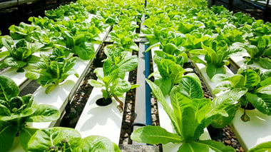 Can you grow flowers in aquaponics Antigua and Barbuda gets hooked on aquaponics