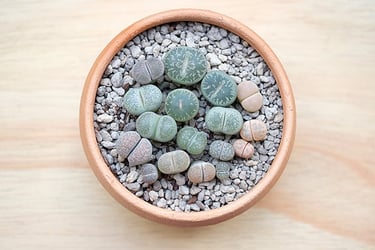 Lithops Types Care Growing Information For The Living Stone Plants Trees Com