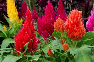 Celosia Plant Buying Growing Guide Trees Com