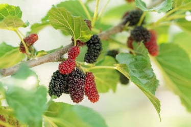 How do i get my mulberry tree to produce fruit Starting Mulberry Trees From Cuttings