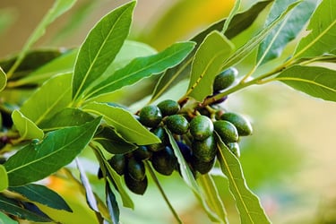 Bay Laurel Trees Buying Growing Guide Trees Com