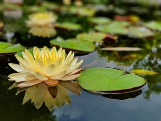 Water Lily Buying Growing Guide Trees Com