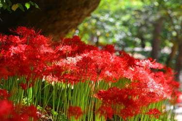 Red Spider Lily Buying Growing Guide Trees Com