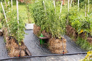 Straw Bale Gardening A Ultimate Guide Trees Com