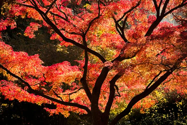 Japanese Maple Tree Care And Growing Tips Trees Com
