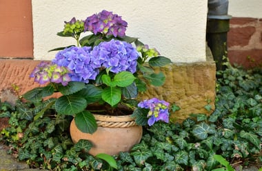 Hydrangea Shrubs Buying Growing Guide Trees Com