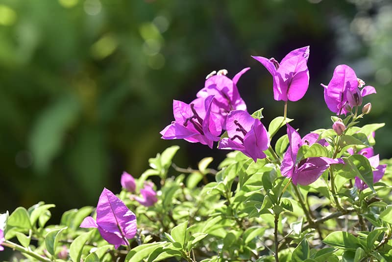 is bougainvillea poisonous to dogs