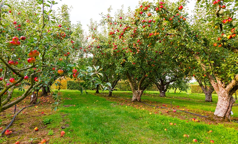 10 types of apple trees you can grow in your home garden