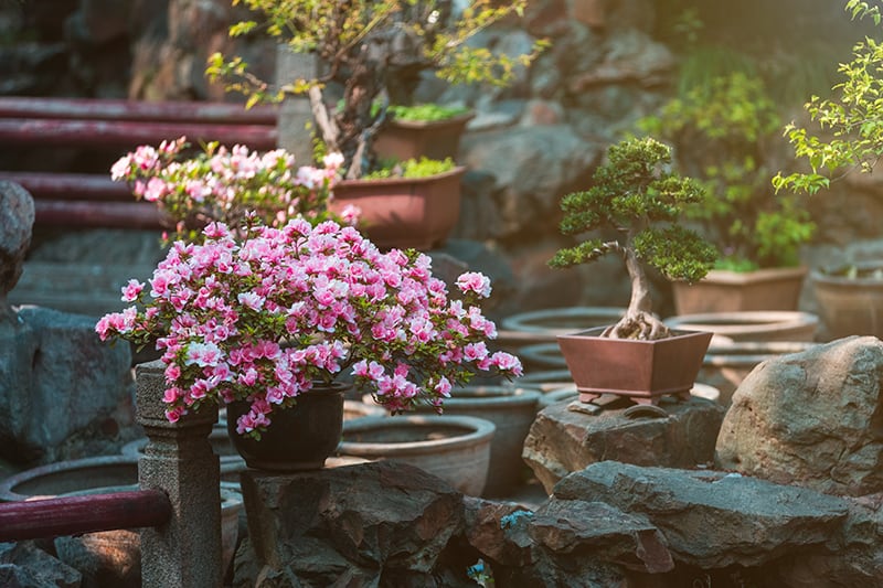 9 best plants for a japanese garden with pictures & care