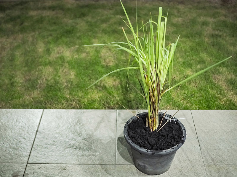 affnan's aquaponics: lemongrass repotting