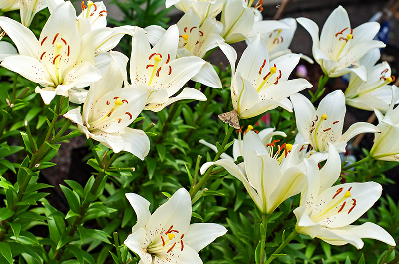 Types Of Lilies Varieties Facts Photos Trees Com