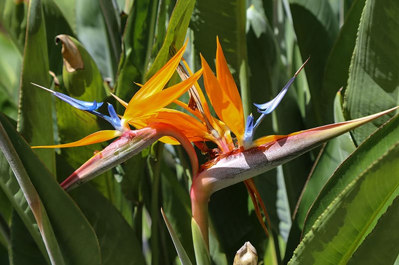 is mexican bird of paradise poisonous to dogs