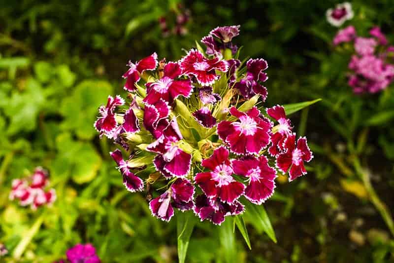 are dianthus toxic to dogs