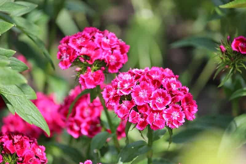 are dianthus toxic to dogs