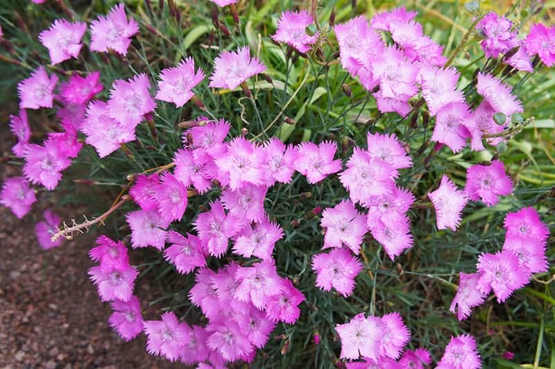 are dianthus toxic to dogs