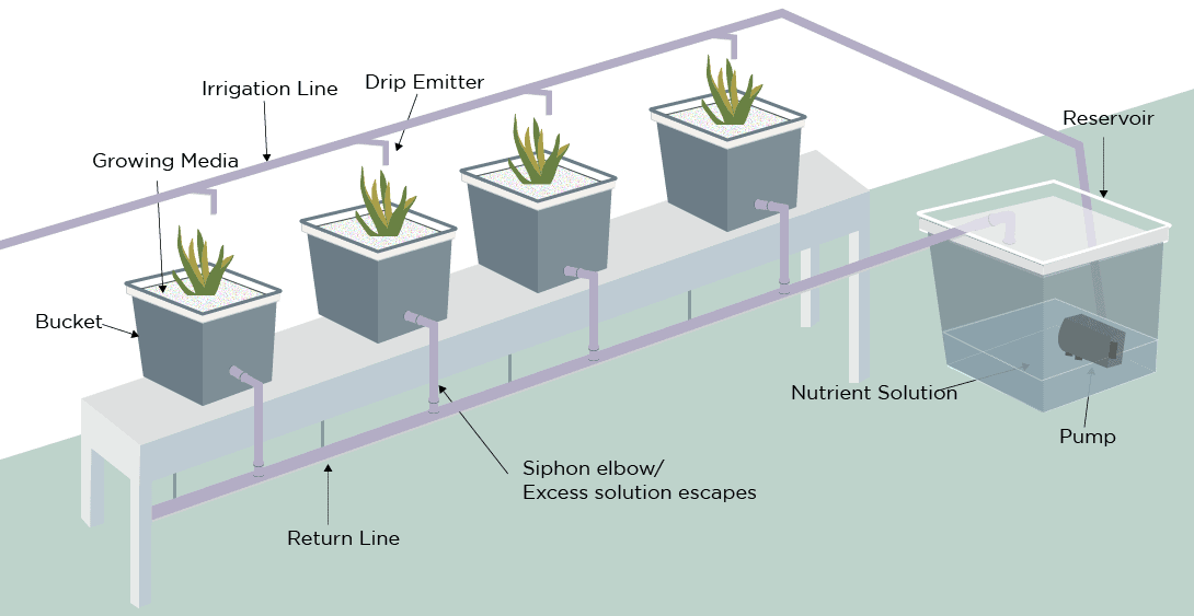 dutch bucket / bato bucket hydroponic system trees.com