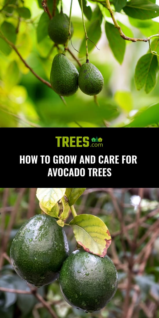 How to Grow and Care For Avocado Trees | Trees.com