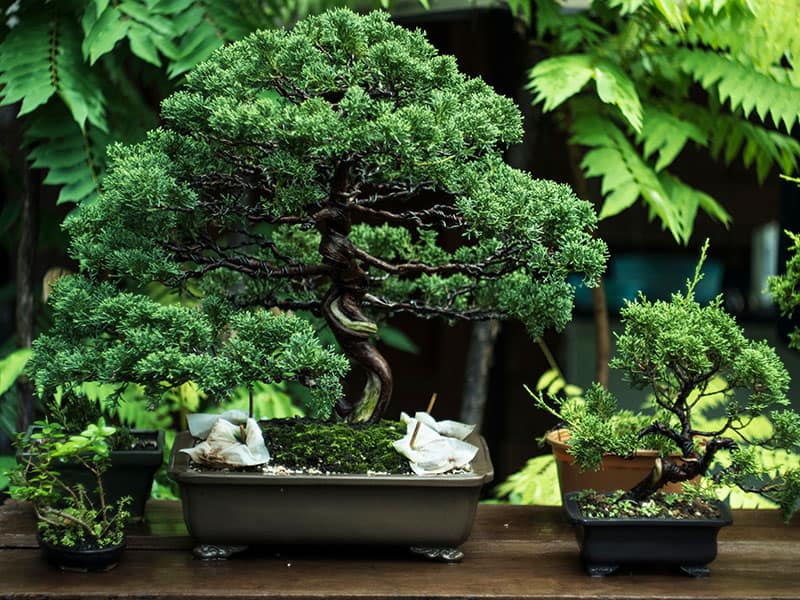 Bonsai Tree Care A Beginner S Growing Guide Trees Com