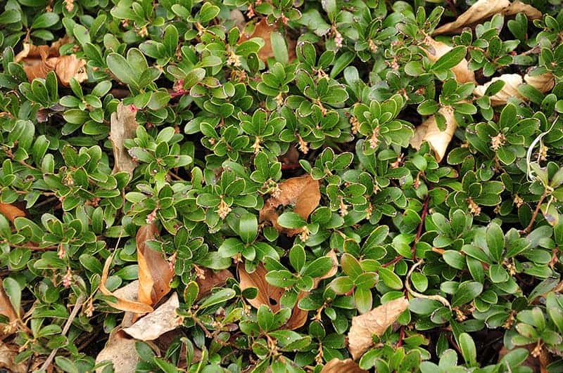 11 Best Evergreen Ground Cover Plants That Make Your Garden Look ...