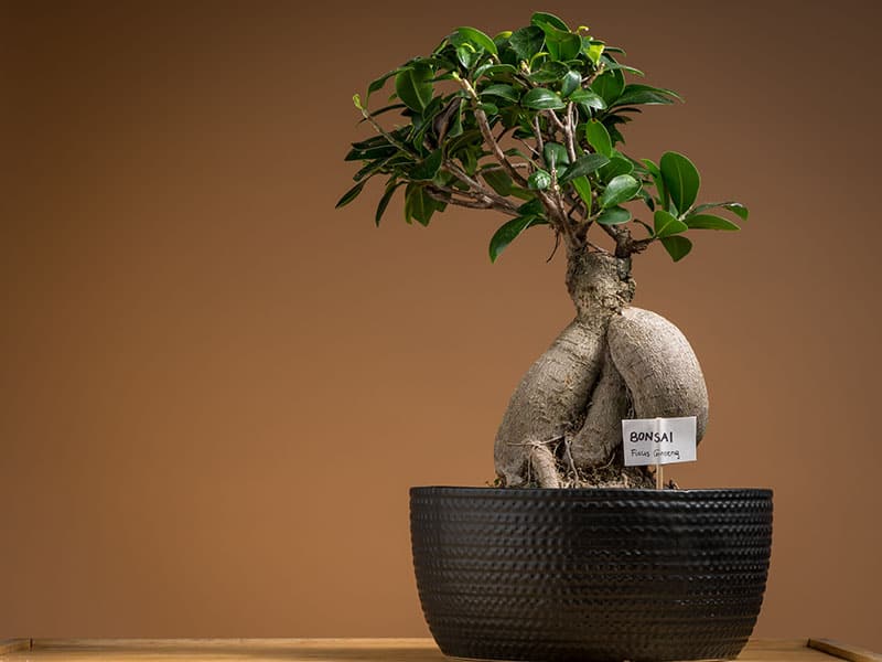 Download Ficus Bonsai Tree Types Background