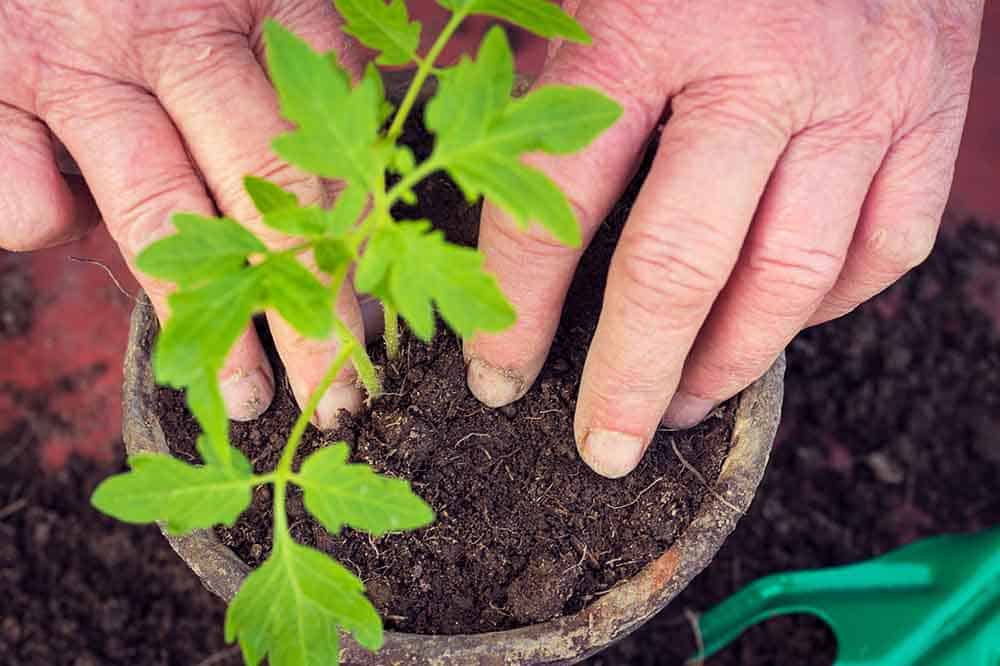 5 Best Potting Soil For Plants - Reviews & Buying Guide | Trees.com