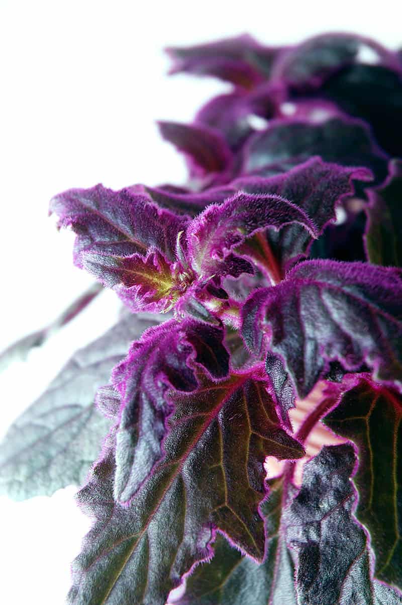 Purple Velvet Plant (Gynura Aurantiaca) Growing and Caring Tips | Trees.com
