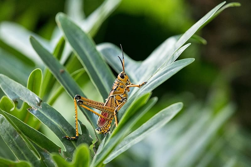 15 Different Types of Grasshoppers (Pictures + Facts) | Trees.com