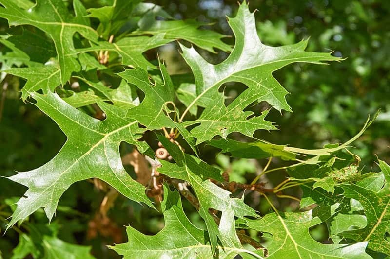 18 Types of Oak Trees For Oak Wood | Trees.com