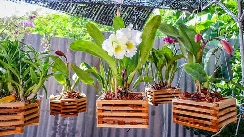 7 best orchid pots & containers - buying guide