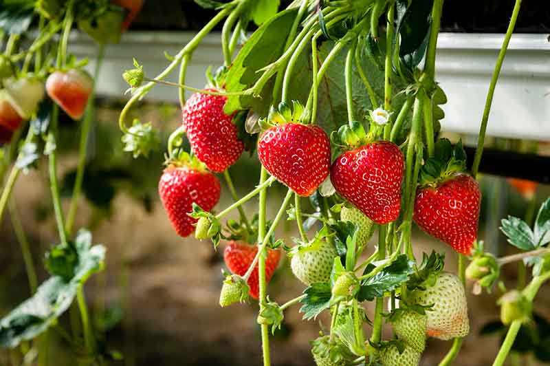 How To Grow Hydroponic Strawberries | Trees.com