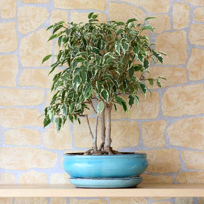 Weeping Fig How To Grow And Care For Ficus Benjamina Trees Com