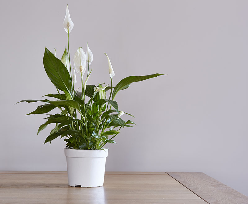 Peace Lily Plants Buying Growing Guide Trees Com