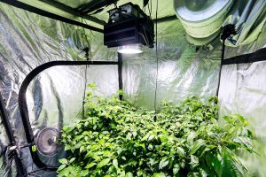 Grow Room Ventilation Systems - A Beginner's Guide | Trees.com