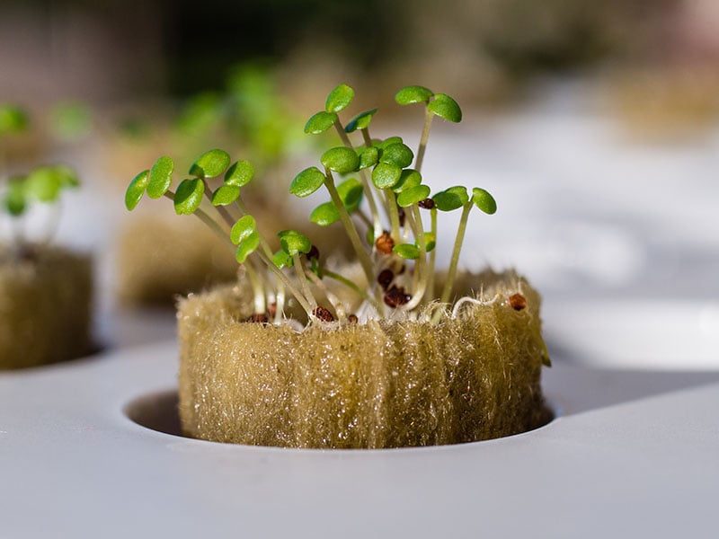 How to use Rockwool Cubes for Growing, Seed Starting, and Cutting