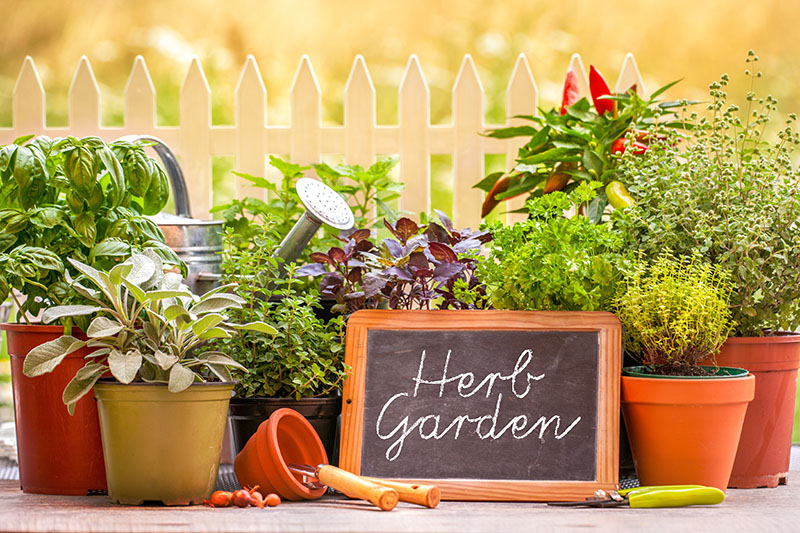 Viridescent Indoor Herb Garden Kit for sale online | eBay