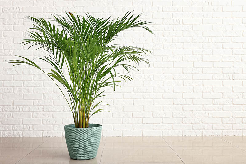 Areca Palm Trees Buying & Growing Guide | Trees.com