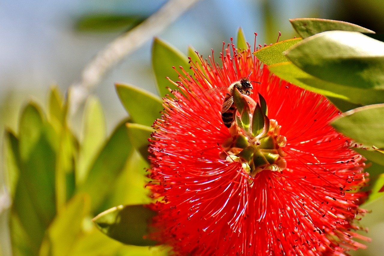 Bottlebrush Buying & Growing Guide | Trees.com