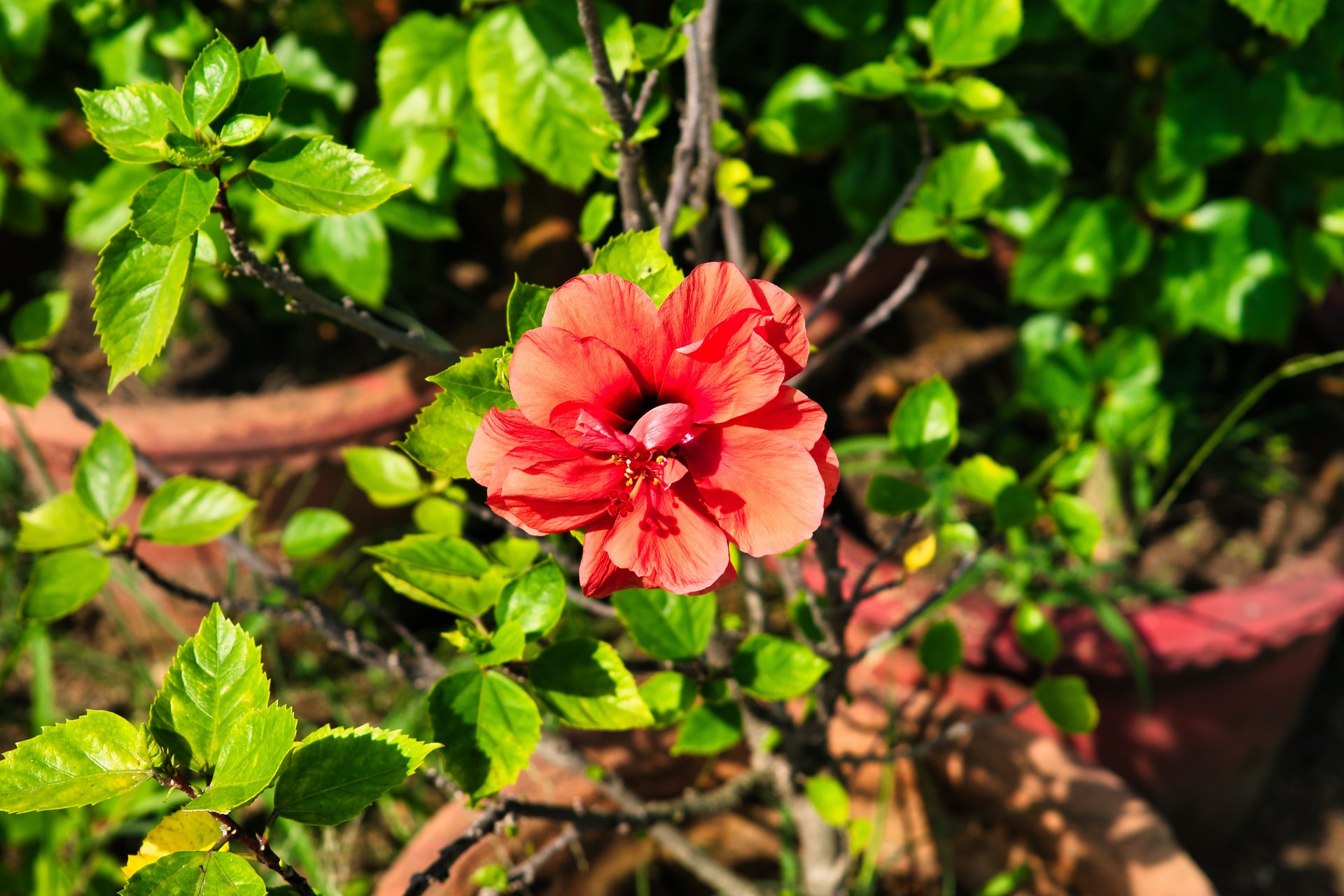 Do Hibiscus Trees Need Full Sun at Sandra Phillips blog