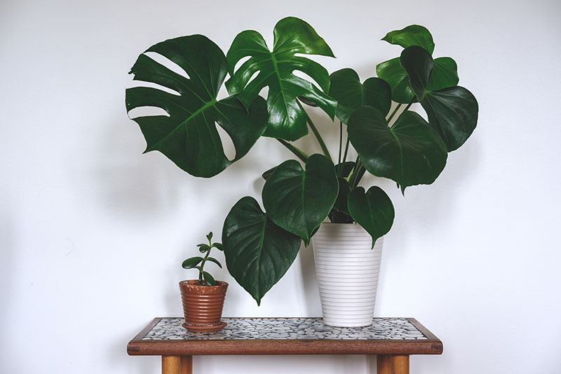 Monstera (Swiss Cheese Plant) for Sale Buying & Growing Guide