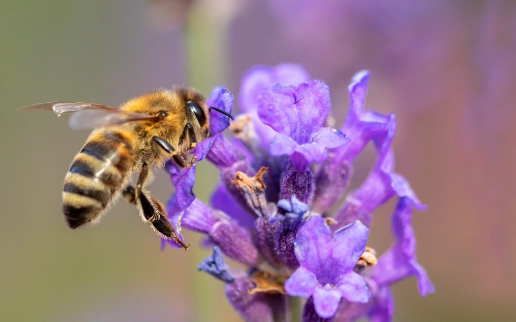 Lavender Plants Buying & Growing Guide | Trees.com