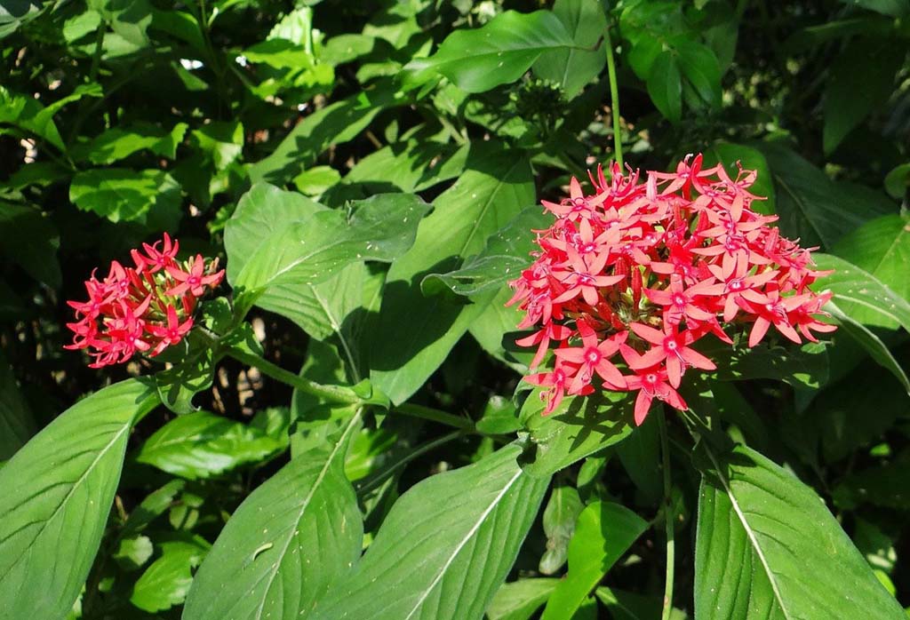 Pentas Plants Buying & Growing Guide | Trees.com