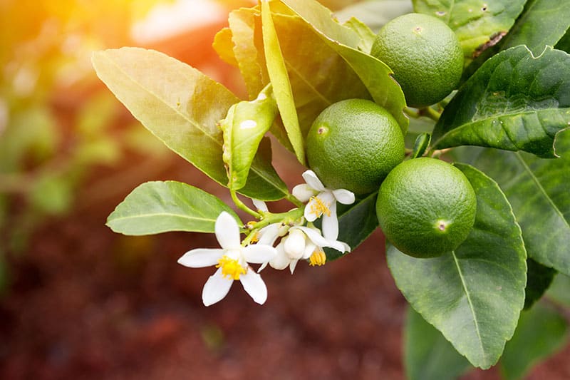 Lime Trees Buying & Growing Guide | Trees.com