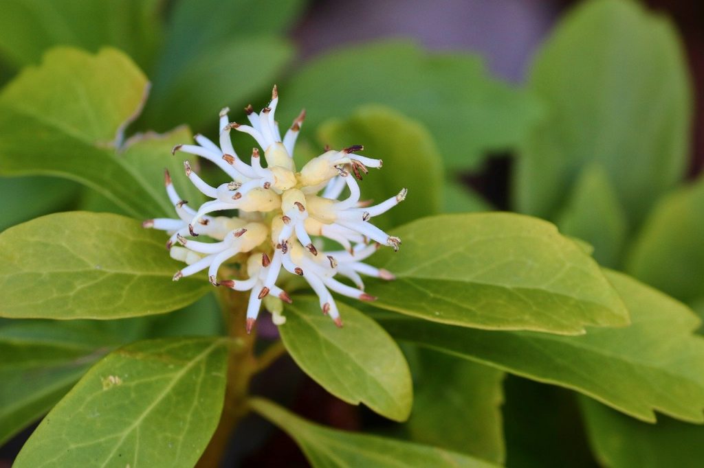 Blüte der Pachysandra