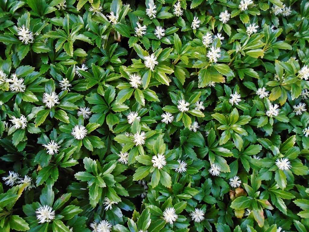 Pachysandra fiorisce