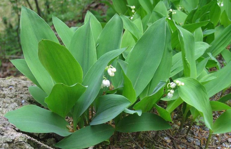 buying lily of the valley plants