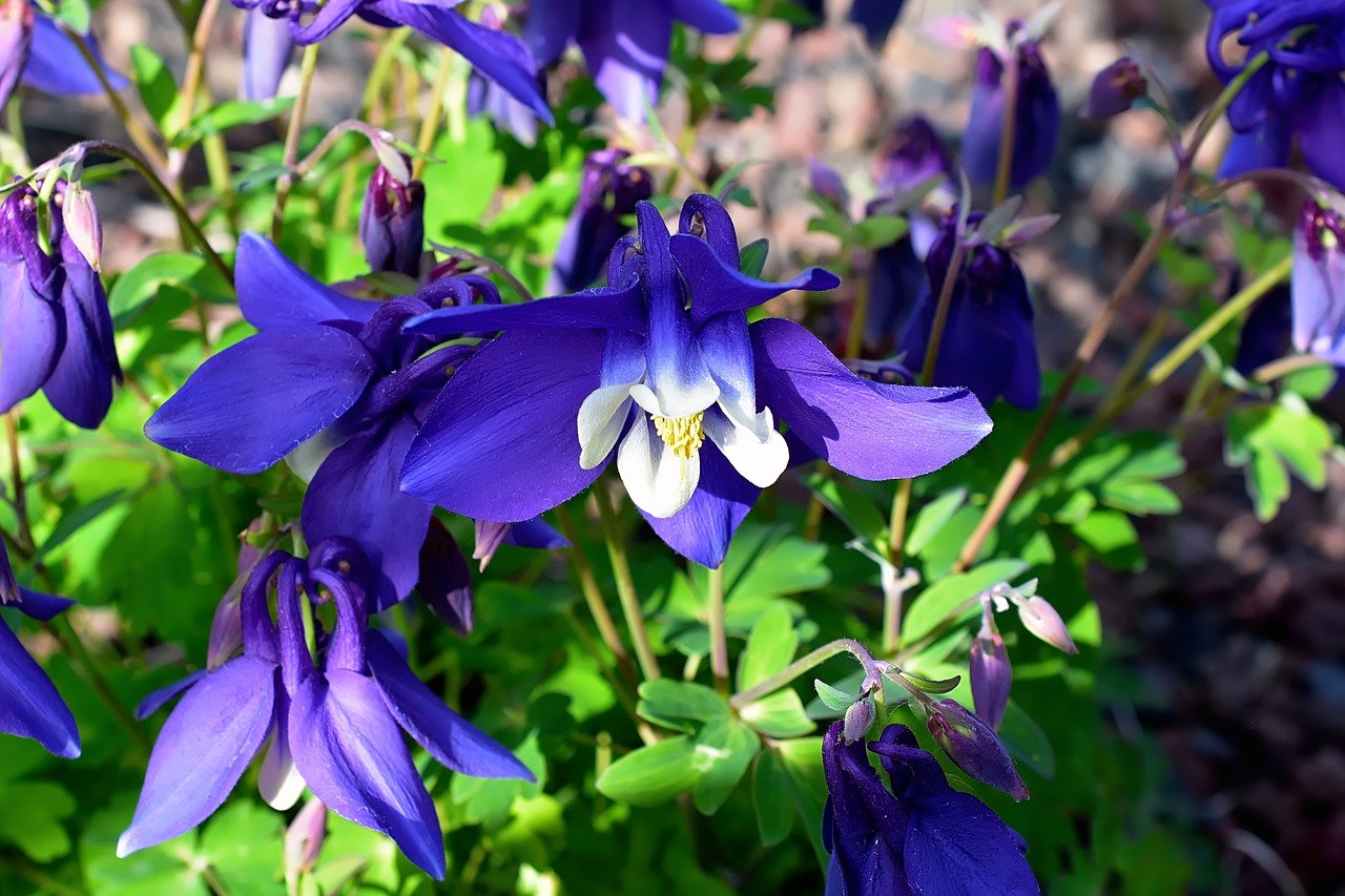 Columbine Flowers Buying & Growing Guide